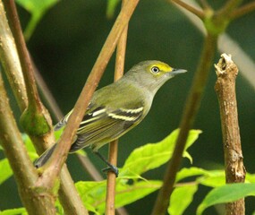 vireo