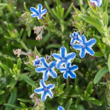 Lithodora diffusa blue and white flowers