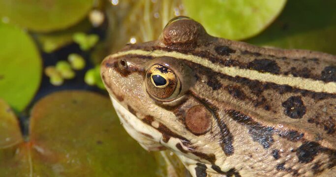 Extreme close up shot of a head of Balkan frog on pond with water lilies