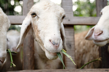 Cute funny lamb eating carrots at the petting zoo.