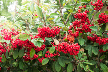 Cotoneaster berries close-up. Cotoneaster coriaceus ornamental plant with vibrant red berries and dark green foliage close-up in city park