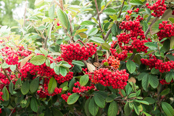 Cotoneaster berries close-up. Cotoneaster coriaceus ornamental plant with vibrant red berries and...