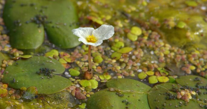 White common frogbit flower on surface of pond covered in aquatic plants