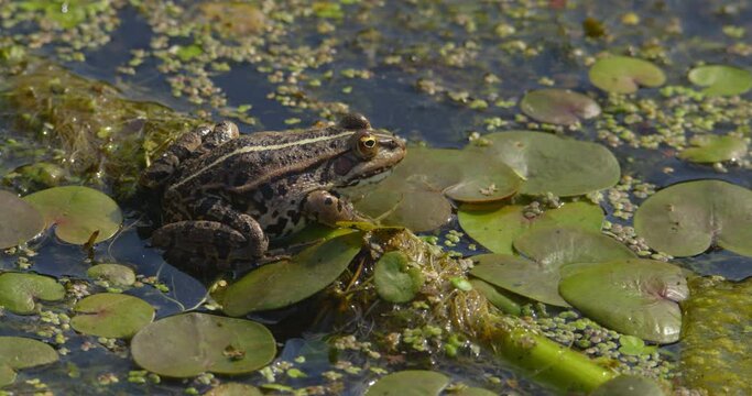 Close up shot of Balkan frog on a leaf of water lily on a pond