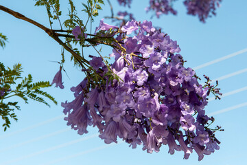Blooming purple jacaranda tree branch Adelaide South Australia