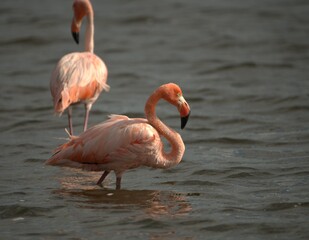 flamingo in the water