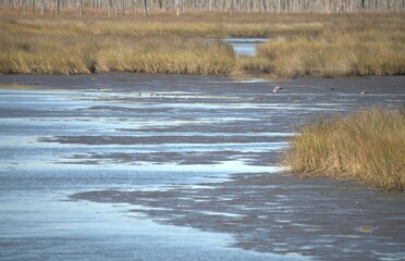 marsh on low tide