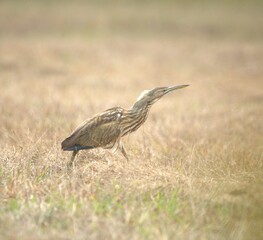 American bittern