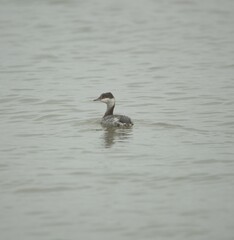 horned grebe