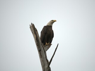 american bald eagle