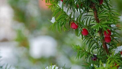 European English Common Yew Garden Shrub with Ripe Red Berry Fruit Hanging from Green Branches...
