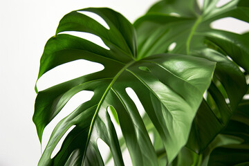 Monstera palm tree with big green leaves next to white wall with natural shadows. AI Generated