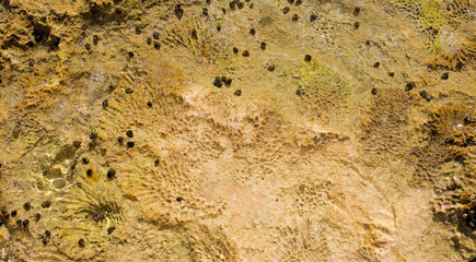 stones with shellfish on the shore for banner background