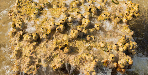 stones with shellfish on the shore for banner background
