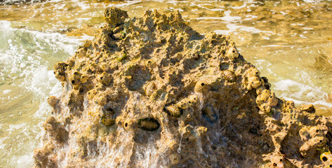 stones with shellfish on the shore for banner background