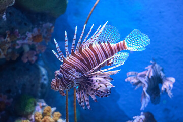 Volitans Common Lionfish in sea aquarium.