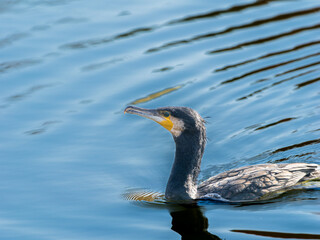 池を泳ぐカワウ