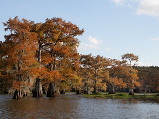Bald Cypress Forest with Autumn Leaves on a Sunny Day