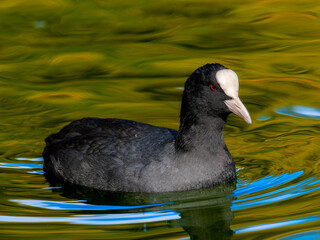 池を泳ぐオオバン