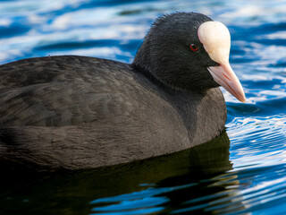 池を泳ぐオオバン