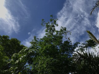 Obraz na płótnie Canvas blue sky with cloud and tree . clouds beauty
