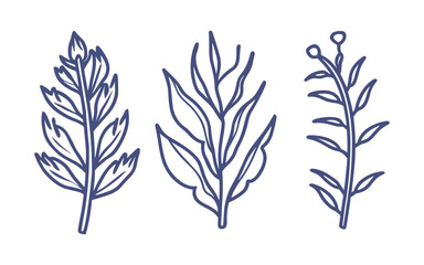 Fototapeta na wymiar vector set of botanical leaf doodle wildflower line art, illustration