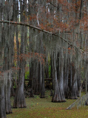 Bald Cypress Trees with Spanish Moss and a Suspended Wooden Walkway through the Trees