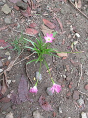 Pink flowers blooming in front of the house beautify the view