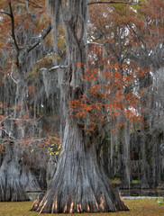 Massive Bald Cypress Tree Trunk with Fall Colors and Spanish Moss