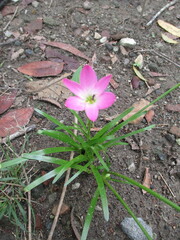 Pink flowers blooming in front of the house beautify the view