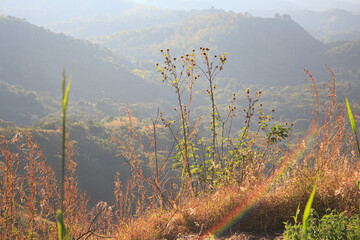 Plantas silvestres en las montañas