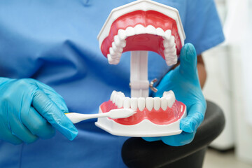 Doctor clean teeth denture with toothbrush for teach patient and dentist studying about dentistry.
