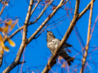 木の枝にとまるツグミ