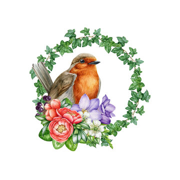 Robin bird with floral decoration. Watercolor painted illustration. Hand drawn Garden bird with tender flower and ivy leaves. Sweet cozy decor element. Robin with flowers on white background