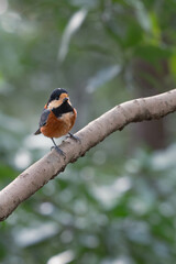 日本の秋の野鳥