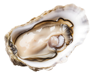Fresh opened oyster isolated.
