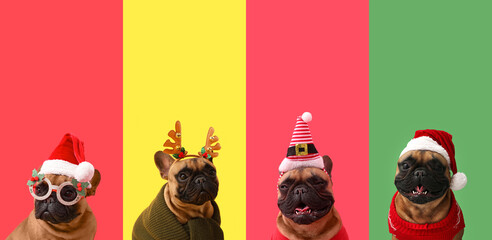 Set of dogs in Christmas clothes on color background