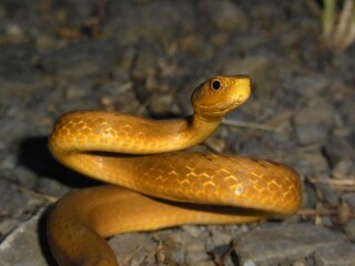 A common mock viper (Psammodynastes pulverulentus) curls in defense pose on the path through the tropical forest.