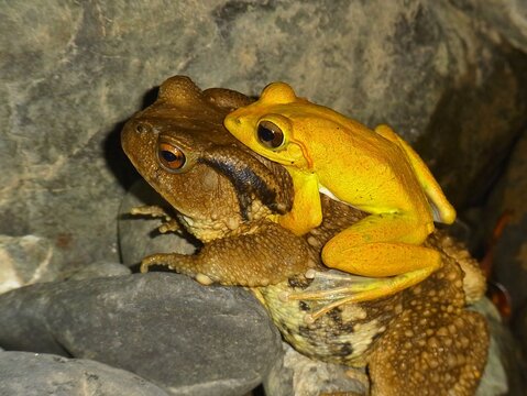 A Buergeria robusta tree frog falsely hugs upon Bufo bankorensis toad for mating.