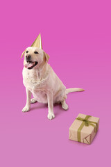 Cute Labrador dog in Birthday hat with gift box sitting on purple background