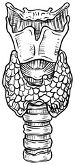 thyroid handdrawn illustration