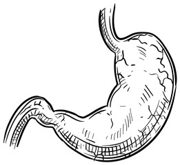 gastric organ handdrawn illustration