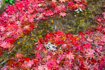 Piled up red leaves in the narrow gutter in autumn close up