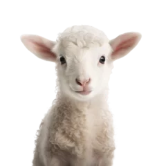 Fototapete Rund Portrait of a cute baby lamb isolated on white background © The Stock Guy