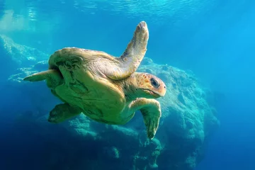 Muurstickers Underwater view of a beautiful sea turtle © Gael Fontaine