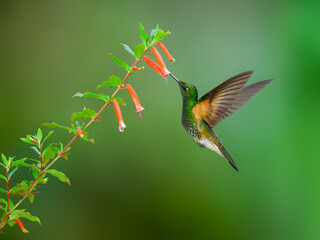 Buff-tailed Coronet in flight collecting nectar from orange flower on green background