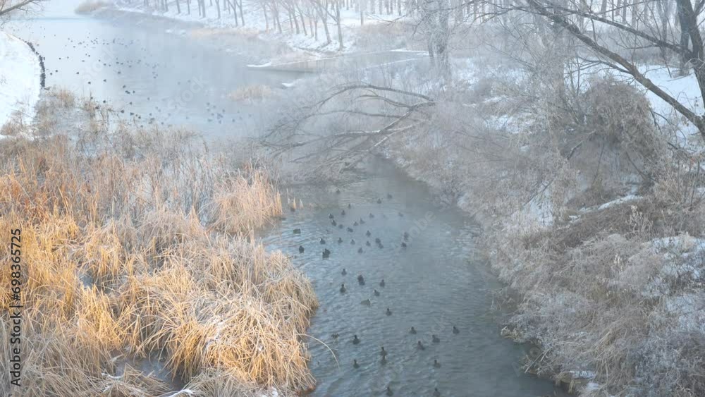 Wall mural Water birds playing in the lake in winter