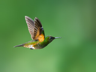 Buff-tailed Coronet in flight on green background