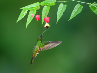 Buff-tailed Coronet in flight collecting nectar from red yellow flower on green background