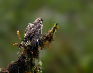 Broad-winged Hawk portrait on mossy snag